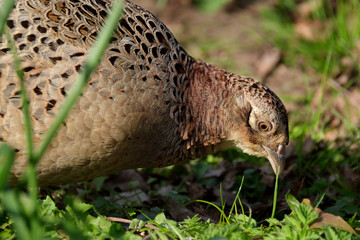 Pheasants are birds of several genera within the subfamily Phasianinae, of the family Phasianidae in the order Galliformes