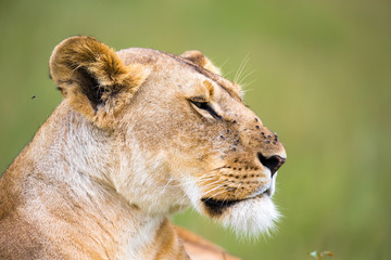 Fototapeta na wymiar The portrait of a lioness, she lies in the grass in the savannah
