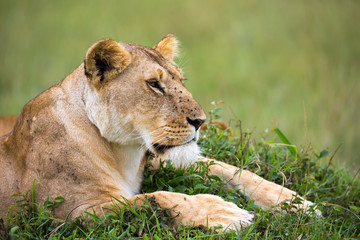 The portrait of a lioness, she lies in the grass in the savannah
