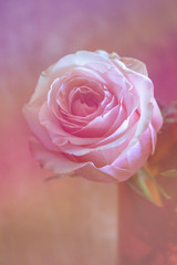 Selective focus  beautiful Rose flower.