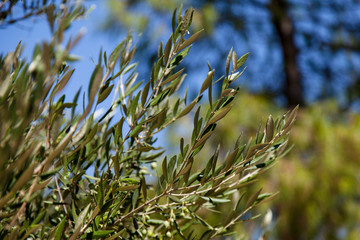 branch of olive tree
