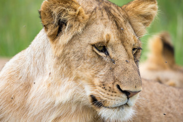 The portrait of a lioness, she lies in the grass in the savannah