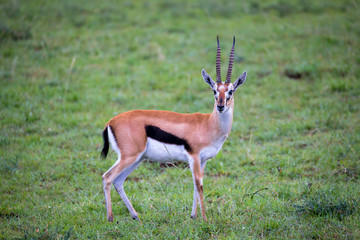 Thomson's Gazelle in the grass landscape of the savannah in Kenya