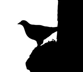 bird silhouette draw