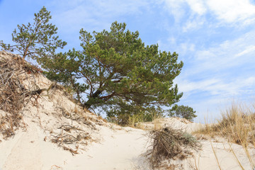 Lacka dune in the Slowinski National Park near Łeba, on the Polish coast of the Baltic Sea - obrazy, fototapety, plakaty