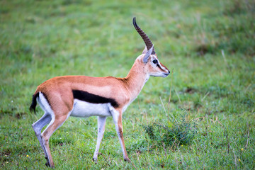 Thomson's Gazelle in the grass landscape of the savannah in Kenya