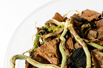 New sprout of orchid grows from old desieased plant