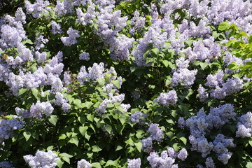 Fototapeta premium Butterfly Vanessa cardui on lilac flowers. Pollination blooming lilacs.