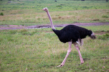 A male Ostrich bird runs through the grass landscape from the savannah in Kenya