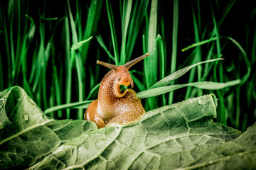 Fotografía macro de un caracol con una expresión agradecida
