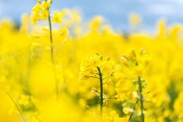 Obraz premium Raps field, rapeseed field, canola field, raps flowers close up. Selective focus, blurry background