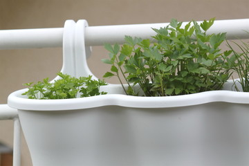 Kräuter hängen an Balkongeländer Kräutergarten 