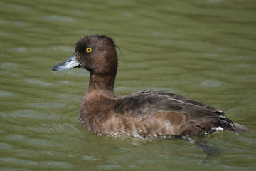 The tufted duck is a medium-sized diving duck, smaller than a mallard. It is black on the head, neck, breast and back and white on the sides. It has a small crest and a yellow eye. 