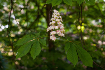 Flores de castaño en primavera en el parque El Capricho de Madrid