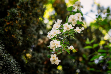 Flores en primavera en el parque El Capricho de Madrid
