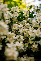 Flores en primavera en el parque El Capricho de Madrid