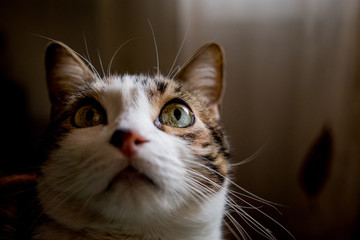 Retrato de un gato en gran angular