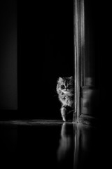 Retrato de un gato en blanco y negro