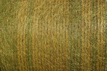 Arrière plan foin