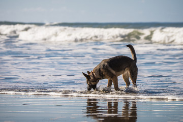 Happy German Shepherd dog running and playing on the beach in California