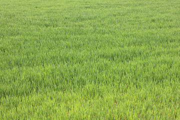 Natural green background with juicy spring green grass