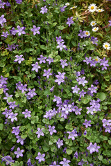 Campanula portenschlagiana