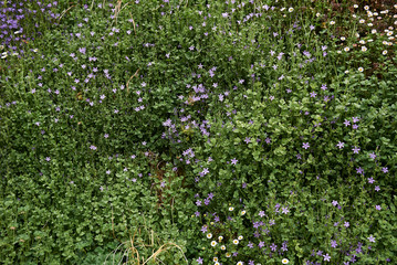 Campanula portenschlagiana