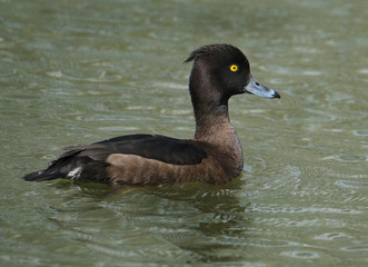 The tufted duck is a medium-sized diving duck, smaller than a mallard. It is black on the head, neck, breast and back and white on the sides. It has a small crest and a yellow eye. 