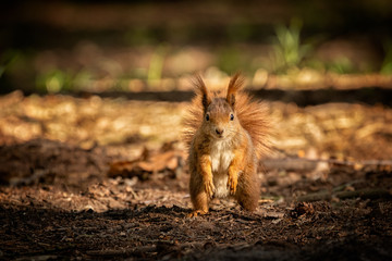 Cute young red squirrel in a natural park in warm morning light. Very cute animal, interesting about its surroundings, colorful, looking funny. Jumping and climbing trees, running, eating.