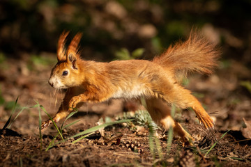 Cute young red squirrel in a natural park in warm morning light. Very cute animal, interesting about its surroundings, colorful, looking funny. Jumping and climbing trees, running, eating.