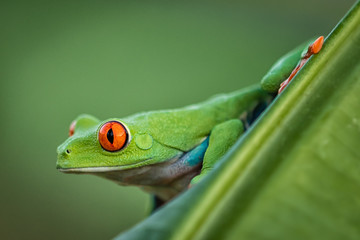 Amazing Red Eye Tree Frog sitting on a palm leave. Wonderfully colorful amphibian. Very cute animal on green background. Wildlife and nature at its best.