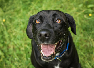 Big black, happy dog outdoors