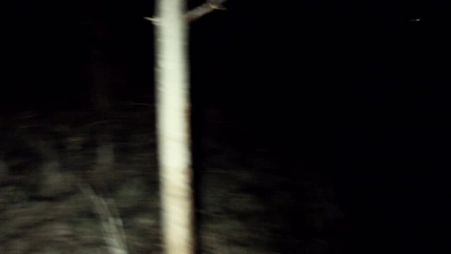 POV shot walking/running through dark spooky forest at nightEscaping from monsters or other scary stuff through the forest, with tree branches all around. Someone is chasing and you're getting away.