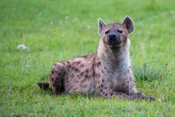 A hyena is lying in the grass in the savannah in Kenya