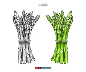 Hand drawn asparagus isolated. Template for your design works. Engraved style vector illustration.
