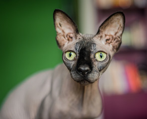 Hairless sphynx cat looking at the camera