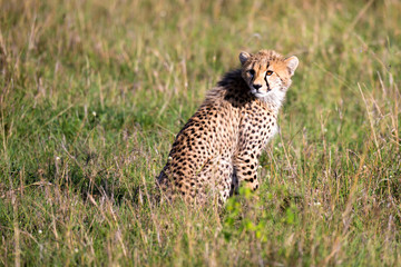 Naklejka na ściany i meble A cheetah sits in the grass landscape of the savanna of Kenya