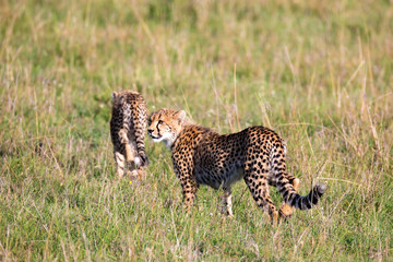 A cheetah walks between grass and bushes in the savannah of Kenya