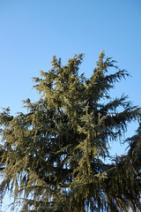 Cedrus deodara