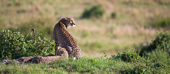 A cheetah mother with two children in the Kenyan savannah © 25ehaag6