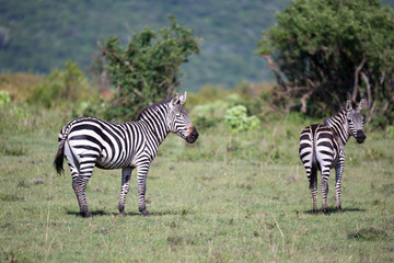 Zebras in the middle of the savannah of Kenya