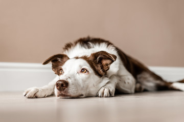 Border Collie dog laying down indoors - Powered by Adobe