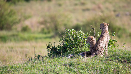 A cheetah mother with two children in the Kenyan savannah