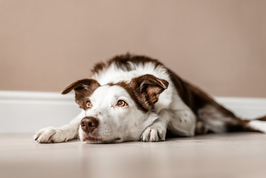 Border Collie dog laying down indoors