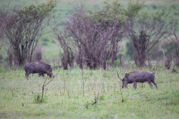Warthogs are grazing in the savannah of Kenya