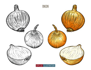 Hand drawn onion isolated. Template for your design works. Engraved style vector illustration.