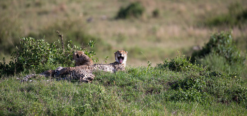 A cheetah mother with two children in the Kenyan savannah