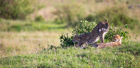 A cheetah mother with two children in the Kenyan savannah