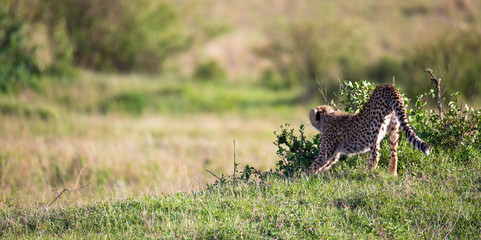 A cheetah walks between grass and bushes in the savannah of Kenya