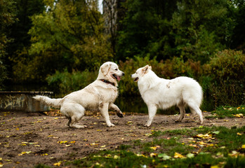 Obraz premium Samoyed and golden retriever dog playing outdoors